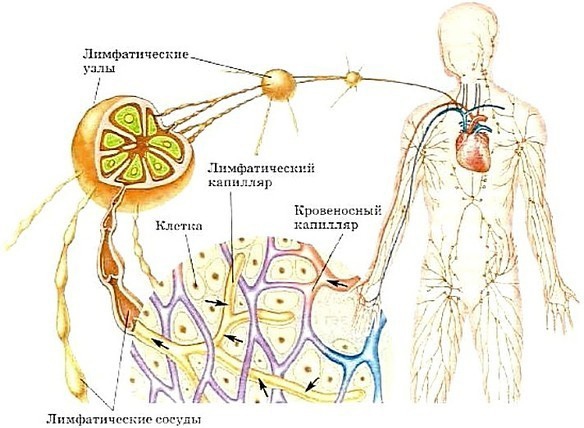 Механизмы нарушения лимфообращения схема